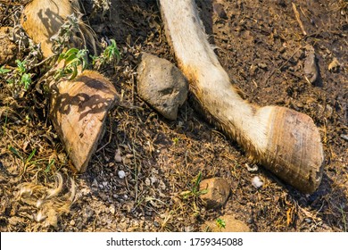 The corpse of a horse in the wild. Hooves of a dead horse on the ground in the grass. Close-up. The legs of a dead horse are decaying. Cadaverous spots on the skin. Decaying tissue and bone texture - Shutterstock ID 1759345088