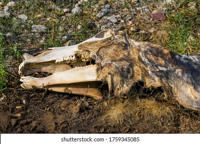 The corpse of a horse in the wild.The skull of a horse on the ground.Macro.The head of a dead horse with decaying tissues. Cadaverous spots on the skin. The teeth of a dead horse and Texture of bones - Shutterstock ID 1759345085