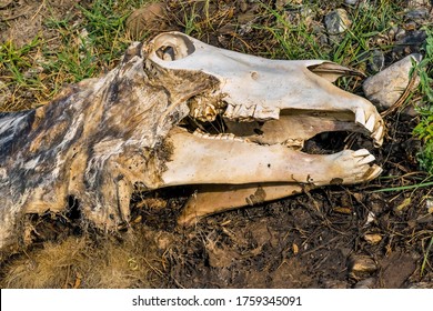 The corpse of a horse in the wild.The skull of a horse on the ground.Macro.The head of a dead horse with decaying tissues. Cadaverous spots on the skin. The teeth of a dead horse and Texture of bones - Shutterstock ID 1759345091