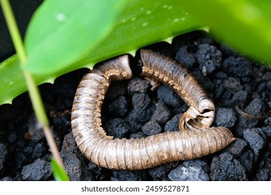 Corpse of millipede isolated. The remaining shell of a dead millipede is in a plant pot. Graphic Resources. Animal Themes. Animal Closeup. Macrophotography