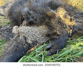 corpse of wild boar that must have been wounded by a hunter full of maggots that decompose it 