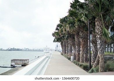 Corpus Christi Bayfront Sidewalk Lined With Palm Trees