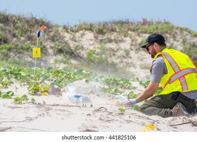 CORPUS CHRISTI, TEXAS/USA - MAY 2016: An unidentified Park Ranger monitors and documents a Kemp's Ridley sea turtle laying a clutch of eggs at Padre Island National Seashore on May 26, 2016.
