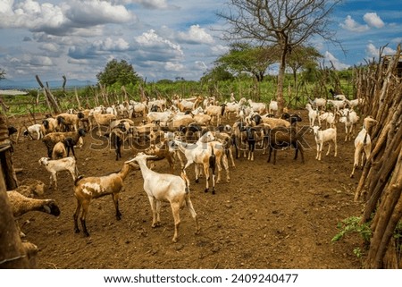 A corral or enclosure for a farmers herd of goas, typical of a Maasaii farm, near Emali, Kenya.