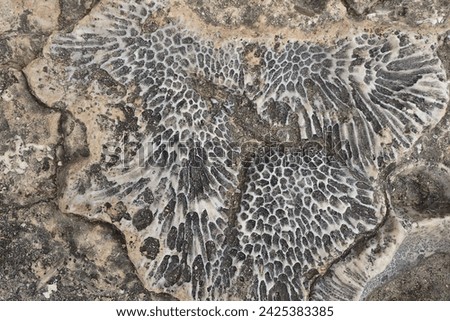 corral fossil texture as very nice background