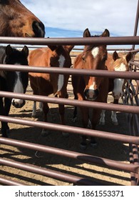 Corralled Horses In Eastern Colorado