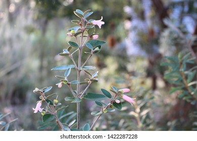 Correa Alba Hybrid 'Coastal Pink', South Australia