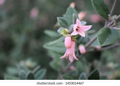 Correa Alba Hybrid 'Coastal Pink', South Australia