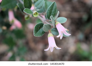 Correa Alba Hybrid 'Coastal Pink', South Australia