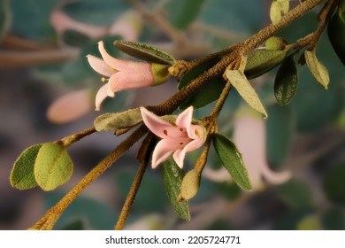 Correa 'Coastal Pink' (Correa Alba Hybrid) In Flower 