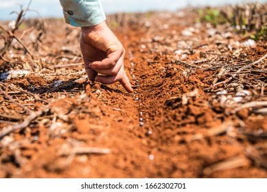 Correntina - hand planting soybean seeds. concept of agriculture, quality control - Agribusiness - Shutterstock ID 1662302701