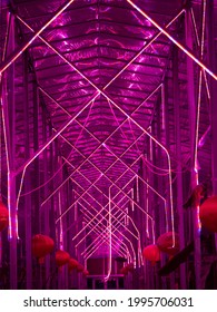 Corridor Composed Of Purple Strip LED Landscape Lights