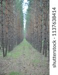The corridor from trees in the forest