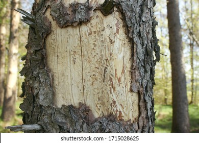 corridors carved by bark beetles on a tree trunk - Powered by Shutterstock