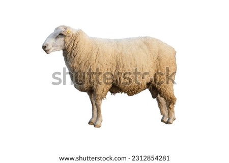 The Corriedale sheep isolated on white background.