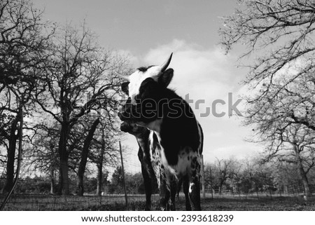 Cow rest Nature Animal Sky