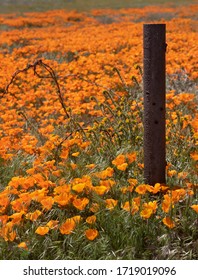 Corroded Pipe In A California Poppy Super Bloom