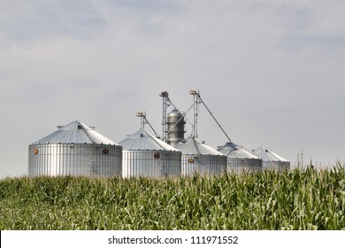Corrugated metal silos in a field of corn. Image shows five new silos glowing in the sun with a field of corn in the foreground and shot against a blue sky.