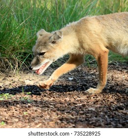 Corsac fox