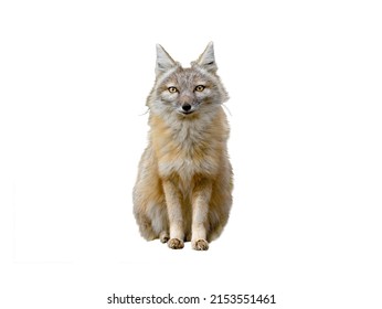 Corsac Fox Isolated On White Background