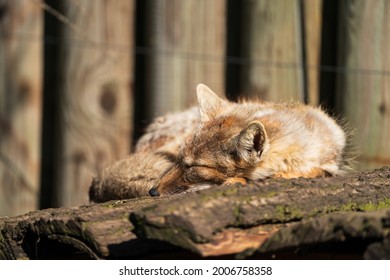The corsac fox (Vulpes corsac), also known simply as a corsac, is a medium-sized fox found in steppes, semi-deserts and deserts in Central Asia, ranging into Mongolia and northeastern China. 