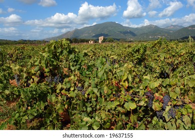   Corsica Vineyard