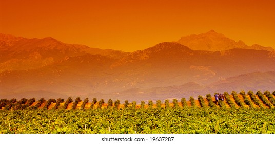 Corsica Vineyard