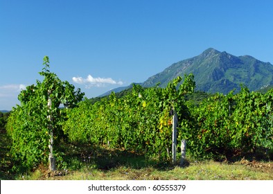 Corsica Vineyard In Eastern Coast