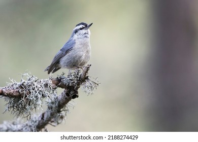 Corsican Nuthatch - Korsenkleiber - Sitta whiteheadi, France (Corsica), adult, male - Shutterstock ID 2188274429