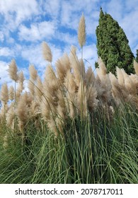 Cortaderia Selloana Aka Pampas Grass Stock Photo 2078717011 | Shutterstock