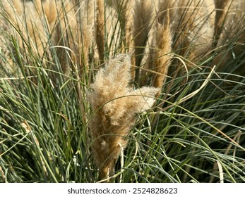 Cortaderia selloana white tassel flowers. Beautiful yellow pampas grass, tassel reed. Natural background of soft plants. Dry reeds boho style. Fluffy stems of tall grass, autumn time. Close-up. - Powered by Shutterstock