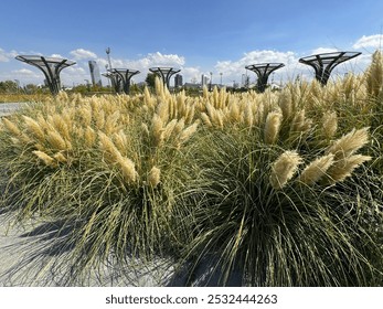 Cortaderia selloana white tassel flowers. Beautiful yellow pampas grass, tassel reed. Natural background of soft plants. Dry reeds boho style. Fluffy stems of tall grass, autumn time. Close-up. - Powered by Shutterstock