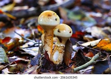 Cortinariaceae Fugi Growing On A Forest Floor During Autumn, Hamsterly Forest, England, UK.