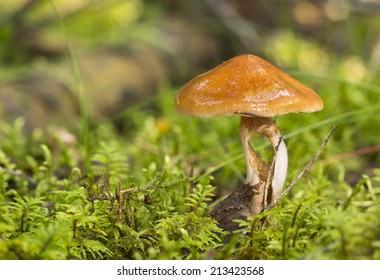 Cortinariaceae Mushroom