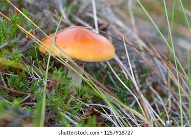 Cortinarius Collinitus Is A Species Of Fungi In The Family Cortinariaceae