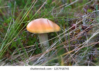 Cortinarius Collinitus Is A Species Of Fungi In The Family Cortinariaceae