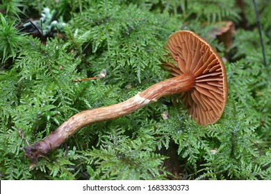 Cortinarius gentilis, known as conifer webcap, wild mushrooms from Finland - Shutterstock ID 1683330373