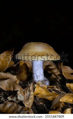 Cortinarius varius, also known as the contrary webcap, is a basidiomycete mushroom of the genus Cortinarius.