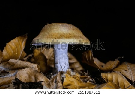 Cortinarius varius, also known as the contrary webcap, is a basidiomycete mushroom of the genus Cortinarius.