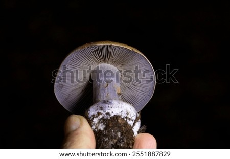 Cortinarius varius, also known as the contrary webcap, is a basidiomycete mushroom of the genus Cortinarius.
