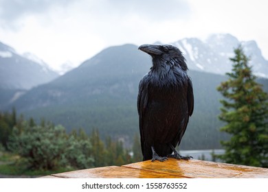 Corvus Brachyrhynchos In Jasper, Canada