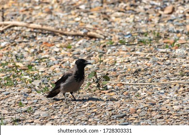 Corvus brachyrhynchos which flies over the sea, which flies during migration to America - Shutterstock ID 1728303331
