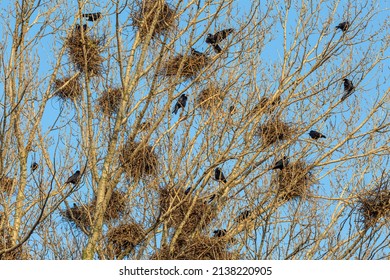 772 Rooks Nest Images, Stock Photos & Vectors | Shutterstock