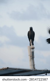 Corvus splendens is a small to medium-sized bird in the crow family                             