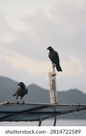 Corvus splendens is a small to medium-sized bird in the crow family                             
