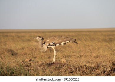 Cory Bustard Bird Images Stock Photos Vectors Shutterstock