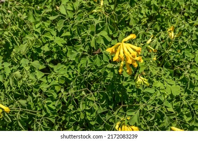 Corydalis Lutea Fumewort Flowers In The Berkshires, MA, USA