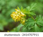 Corydalis nobilis, the Siberian corydalis, is a perennial plant native to Siberia, Xinjiang and Kazakhstan. Corydalis nobilis, yellow flowers spring