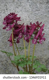 Corydalis Solida Purple Bird