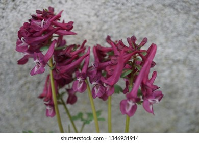 Corydalis Solida Purple Bird